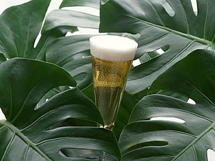 clear drinking glass filled by liquid substance and surrounded with green leaves